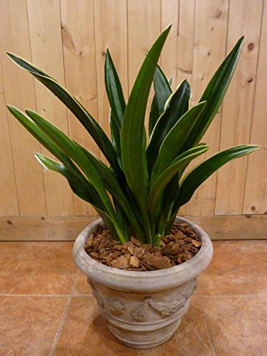 Amazon｜万年青（オモト）都の城 （みやこのじょう） 和風の和み